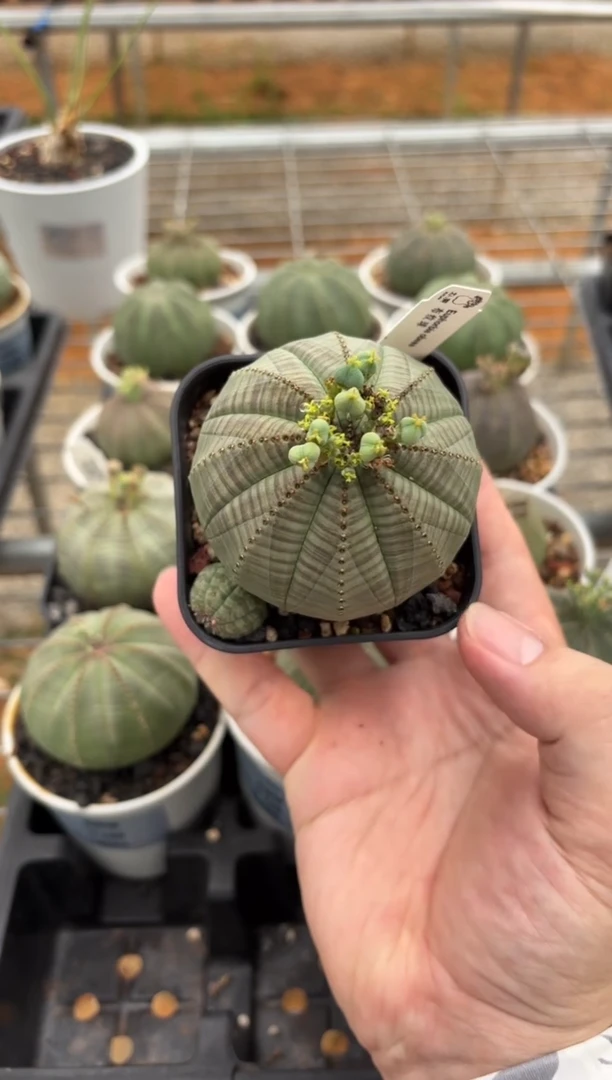 布纹球大戟FB-5555