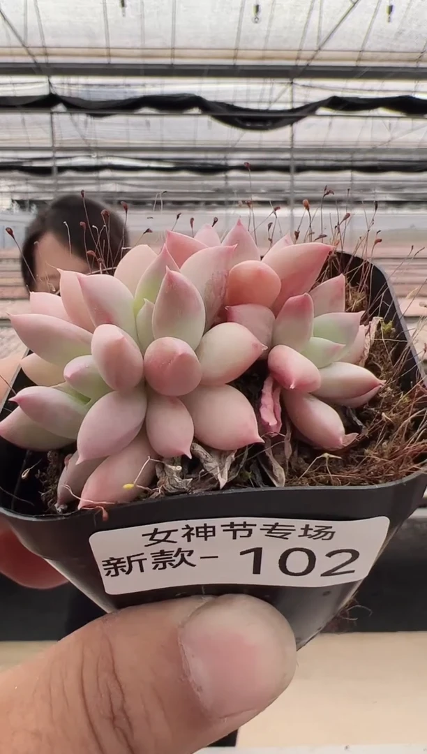 【闪购商品】新款多肉-102