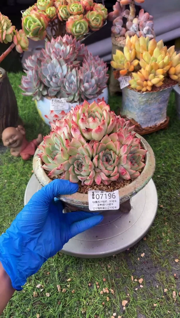 昆明印象多肉07196