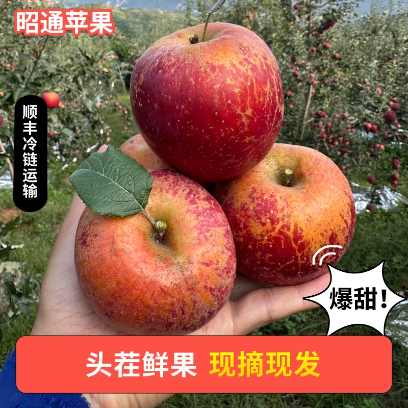【顺丰】云南昭通丑苹果早富士新鲜水果9甜1酸新鲜采摘包邮