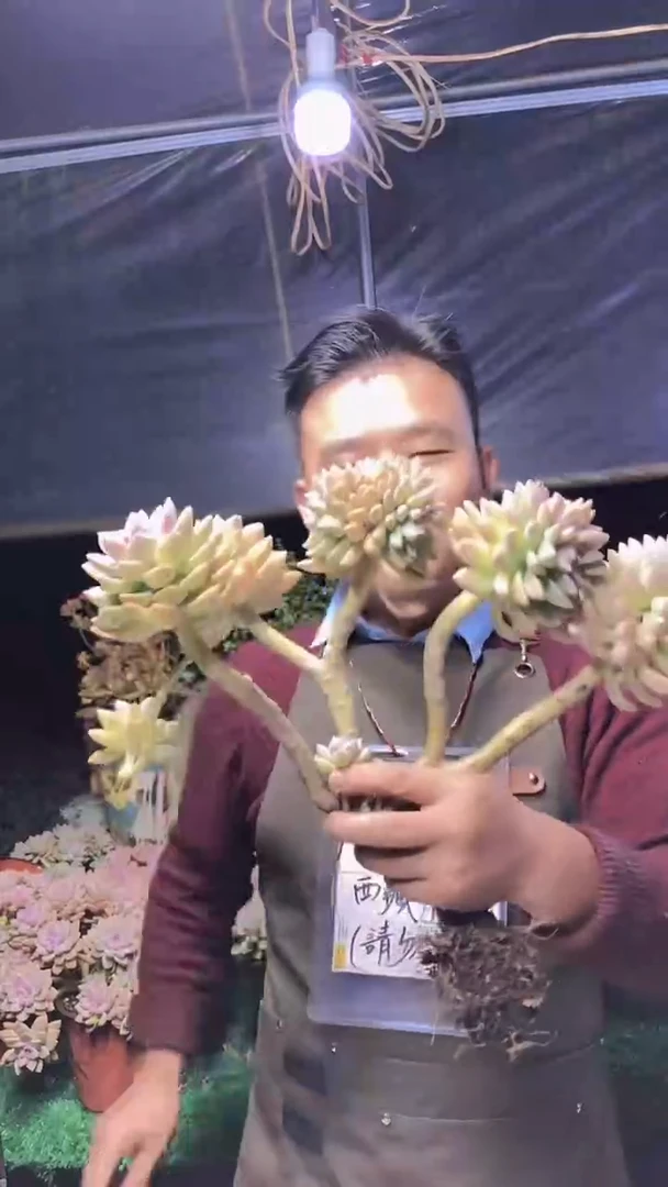 200淡雪缀化一物一拍