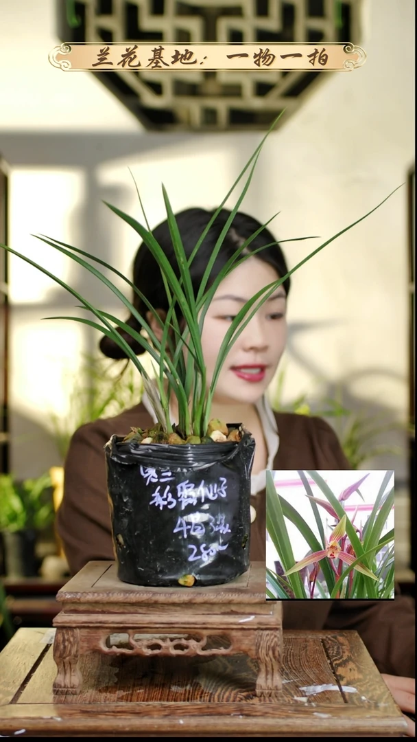 完全开放彩霞仙子4苗3花苞