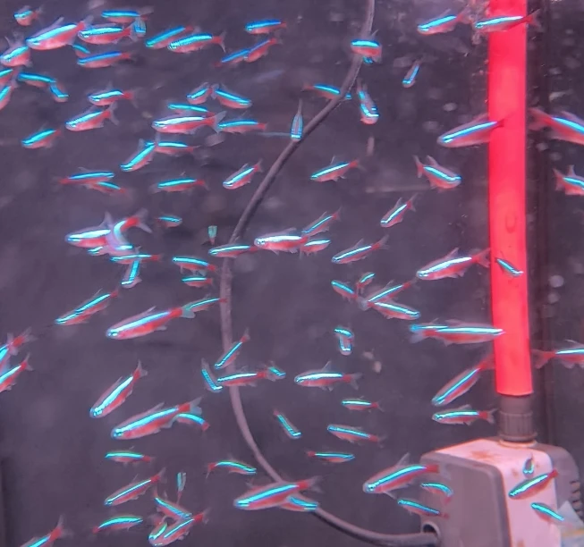 印尼宝莲灯 观赏鱼 灯鱼