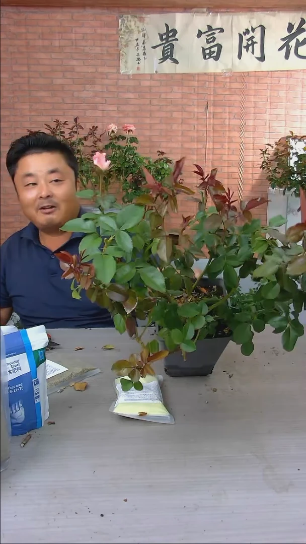 当前无花朵，栽培后可花朵法花宫娜