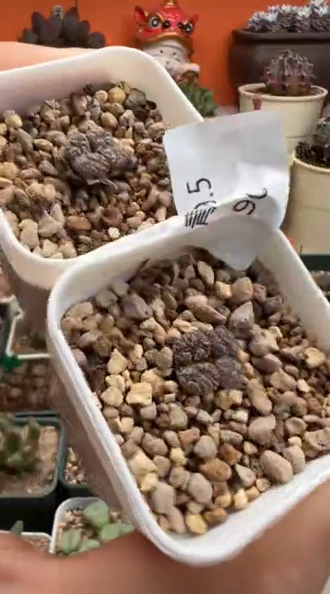 90超级无敌爆炸好看美肉。。。。。。。