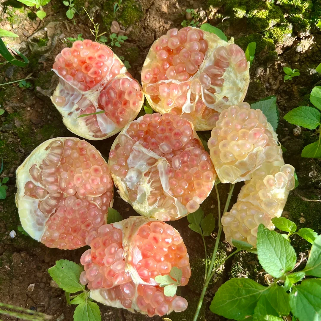 【恒泽优选】云南蒙自硬籽丑石榴