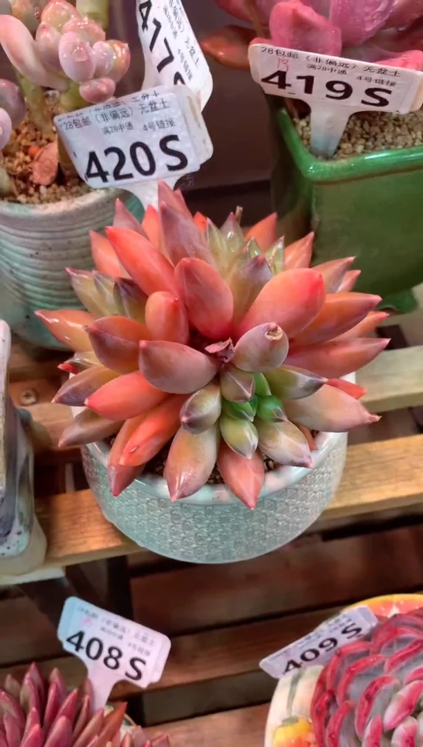 420S（一物一拍，精品多肉，所见即所得 ）