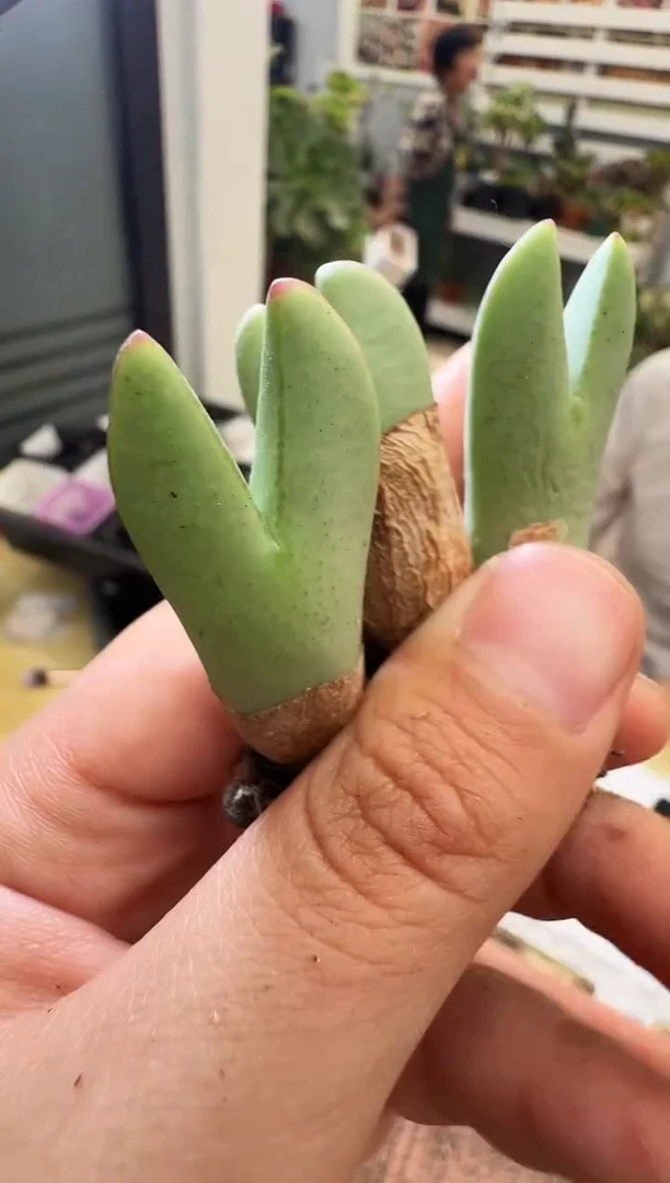 30-121多肉植物番杏科肉锥(清货福利不售后)皮卡丘一颗
