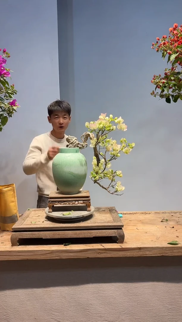 以实际为准三角梅62