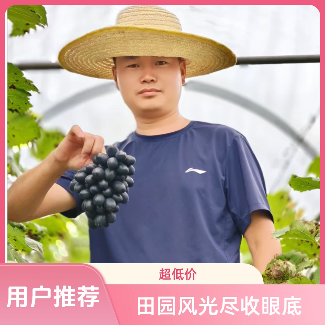 月圆人团圆-礼遇中秋价/贵州长顺紫王葡萄