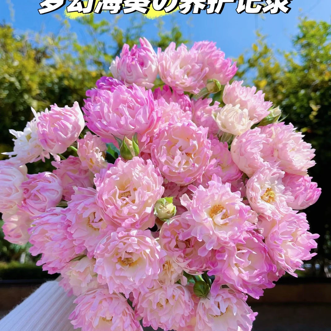 梦幻海葵【稀有海葵多头玫瑰】0度以下加拍保温棉否则冻坏不售后