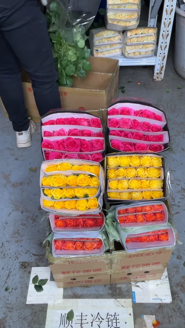 佛洛依德20枝+金枝20枝+火灵鸟20枝