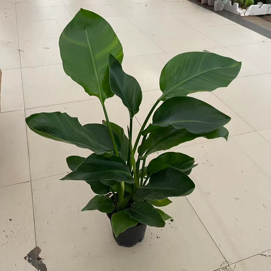 精品天堂鸟盆栽室内绿植盆栽