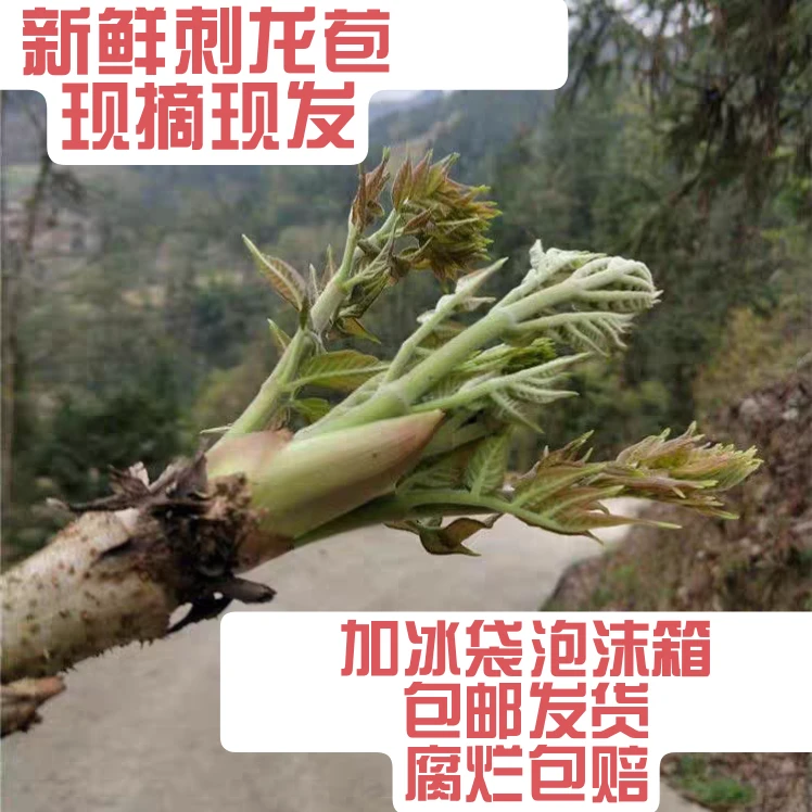 刺龙苞现摘刺嫩芽新鲜贵州重庆刺老芽刺笼芽苞非东北刺龙包