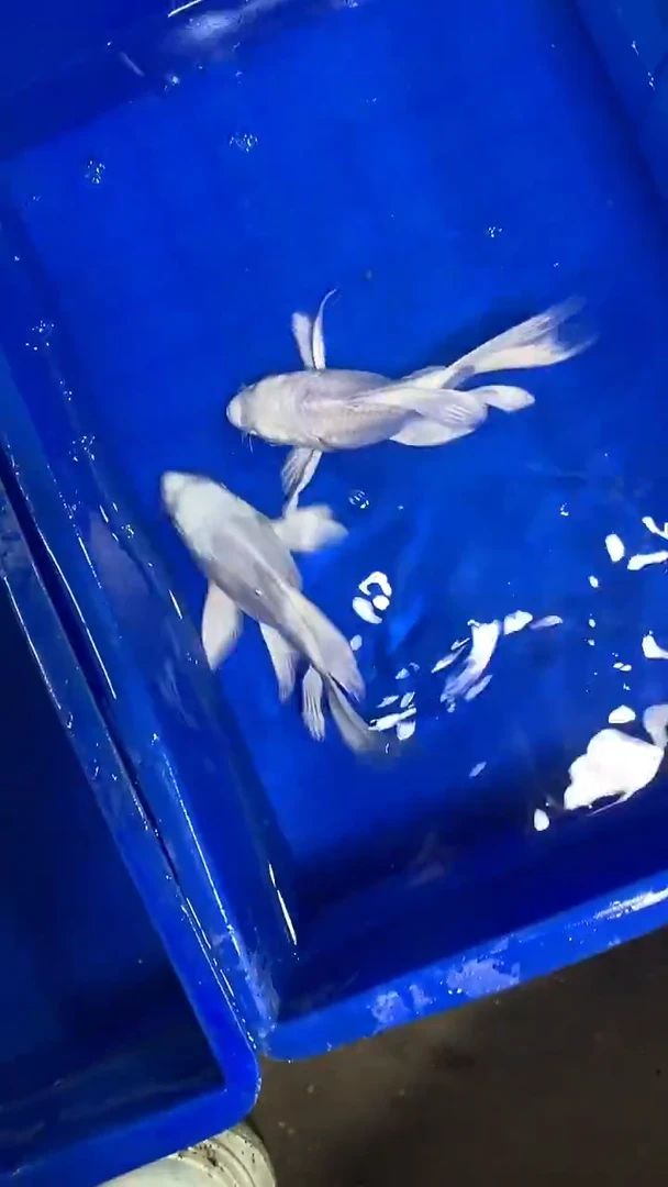 蝴蝶鲤鱼蝴蝶鲤直播选鱼专用链接 微瑕