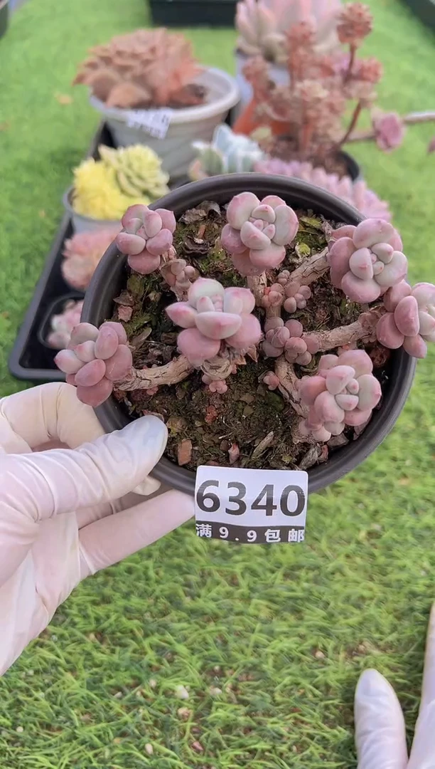 【闪购商品】信福多肉一物一拍