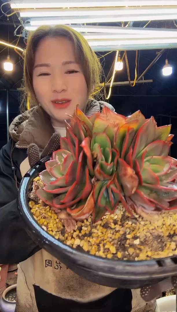 【闪购商品】39号一物一拍脱土包邮