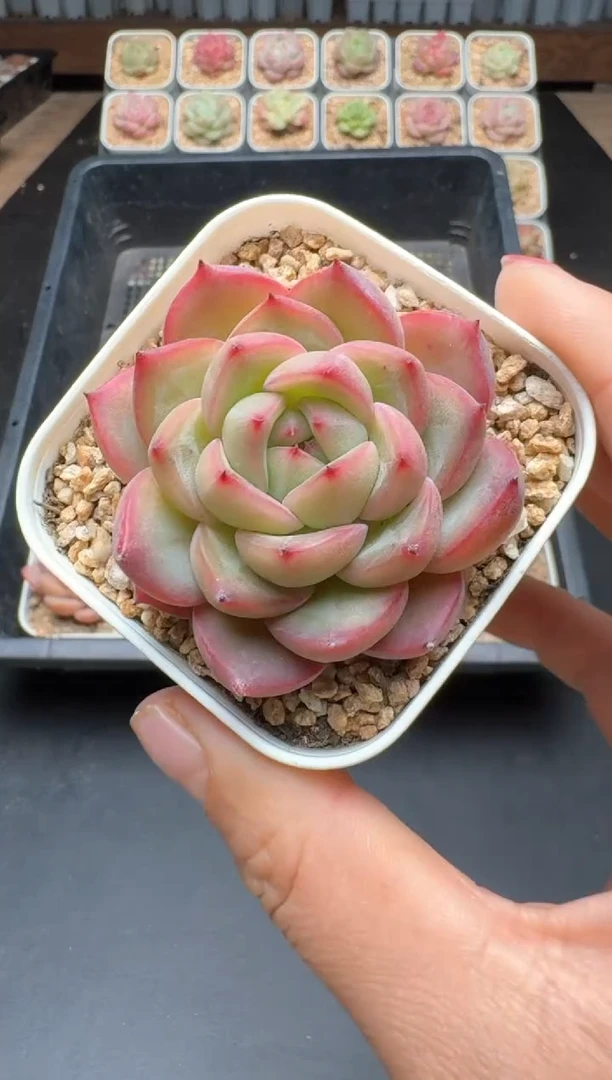 【闪购商品】810C物拍多肉带盆土6.5杯拍3颗包柚