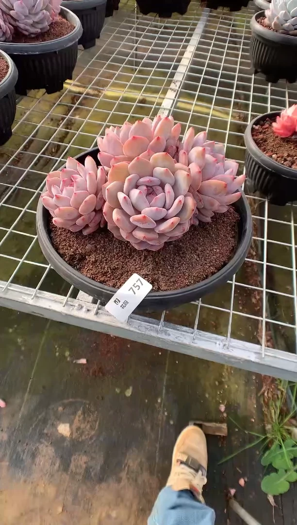 757韩橙多肉植物一物一拍