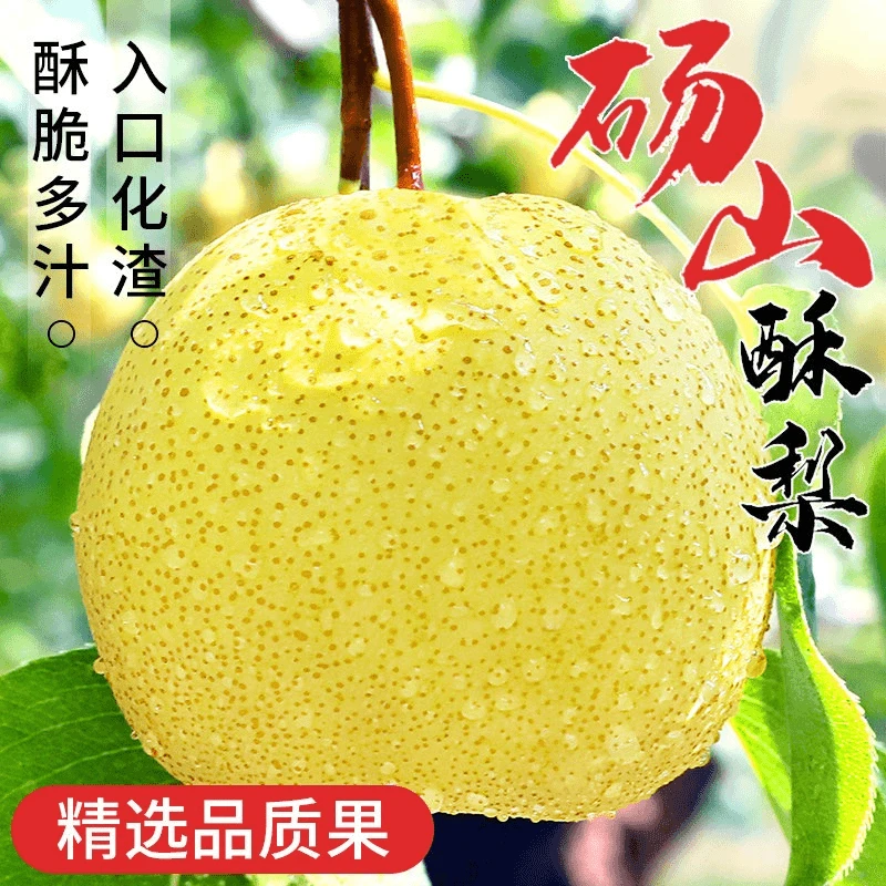 【现摘现发】正宗砀山酥梨皮薄多汁老梨树包邮到家脆甜多汁新鲜水果