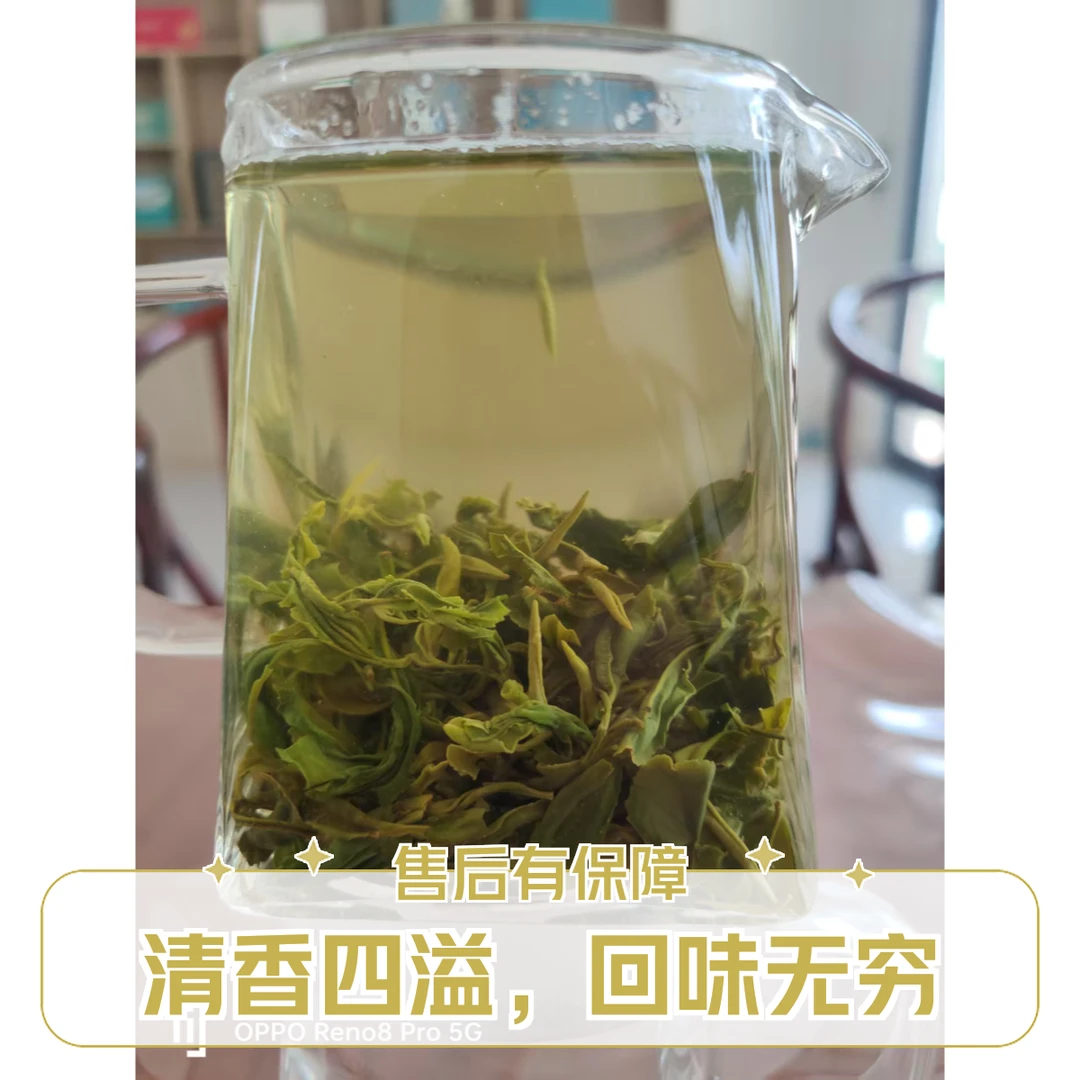 正宗日照绿茶 25年早秋板栗香,沙口足工厂批发
