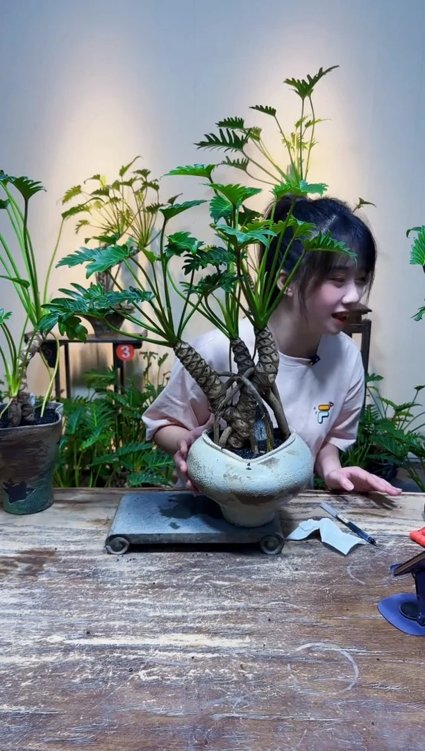 无花朵?****?龙鳞小天使278