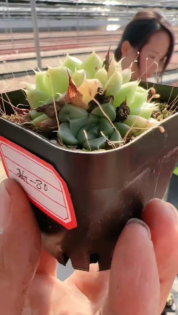 【闪购商品】新-80