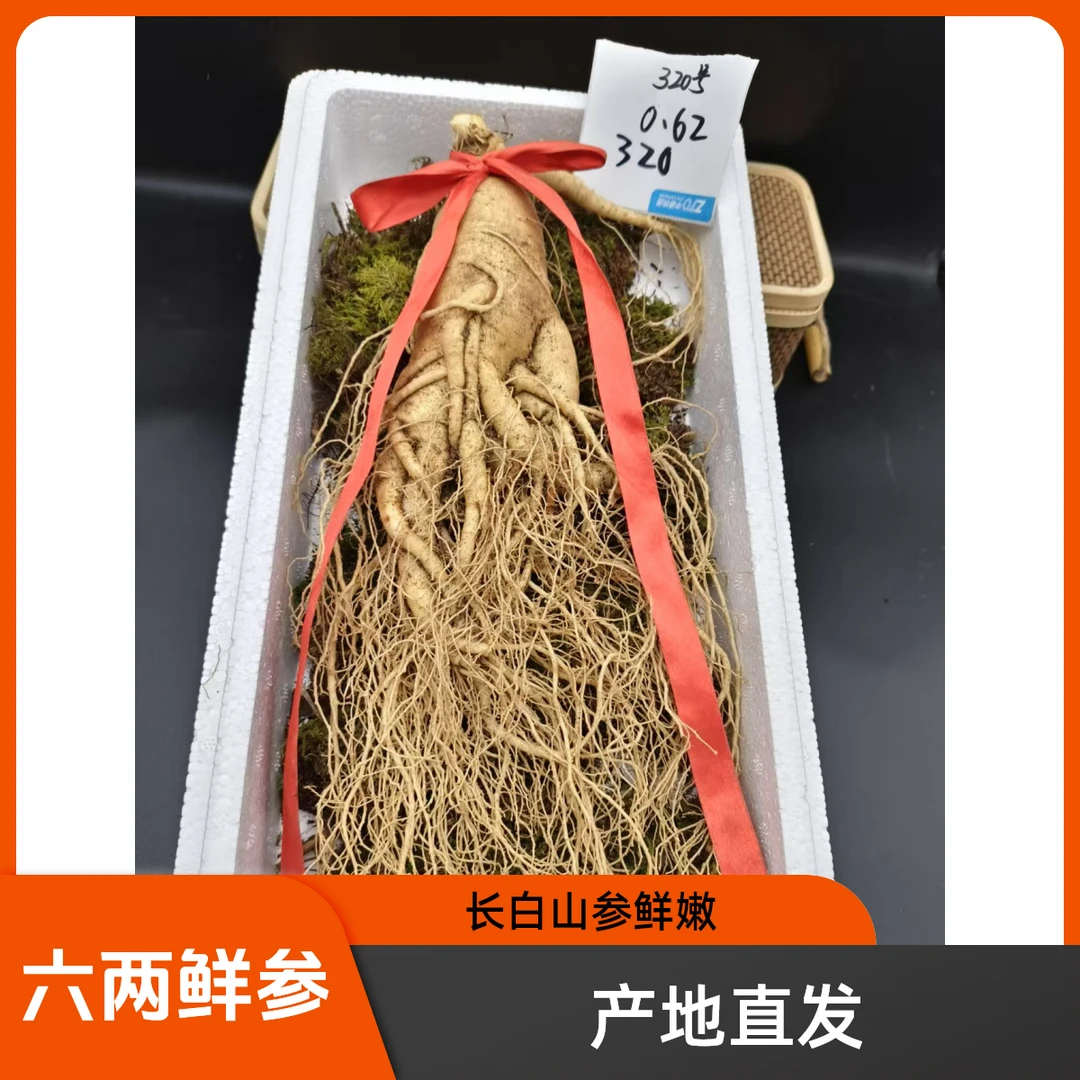 单支300克鲜参 泡酒送礼新鲜 产地直发 顺丰包邮