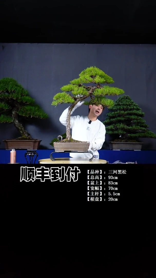 无花朵三河黑松bubaoyou