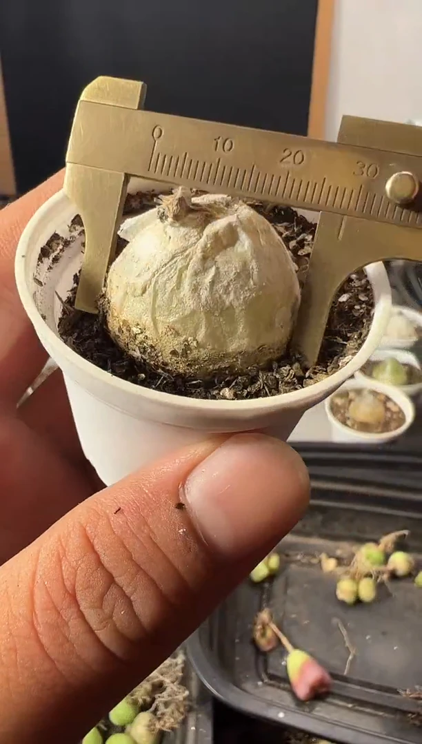一物一拍         600