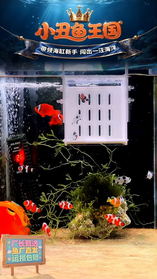 海水一对黑白熊猫3.5-4