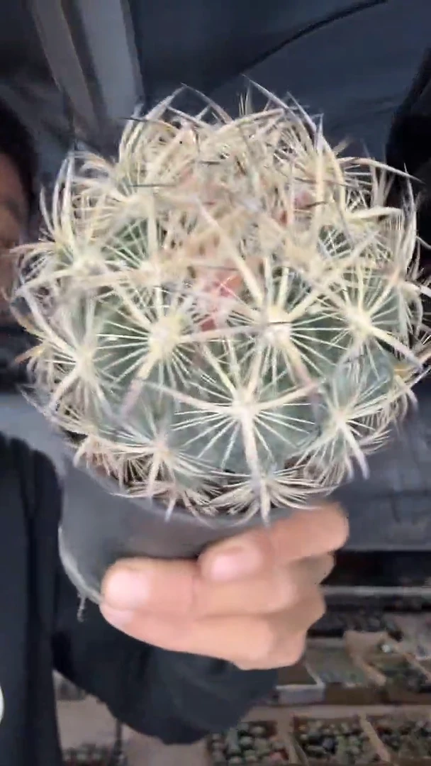 5-13 虎爪玉有瑕疵59.99