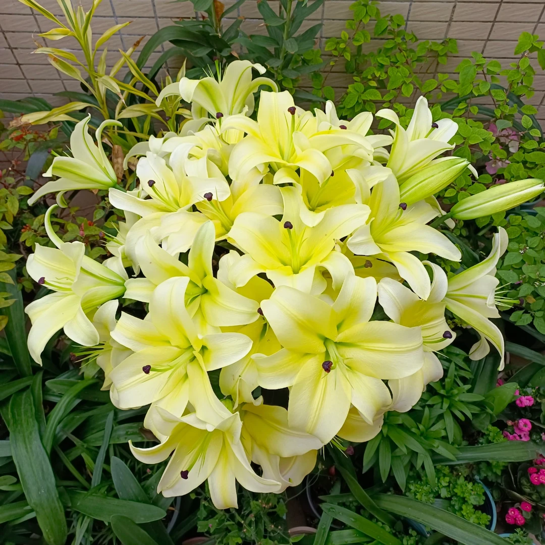 【黄天霸/曼尼莎】14/16 OT系列香水百合荷兰进口种球盆栽地栽