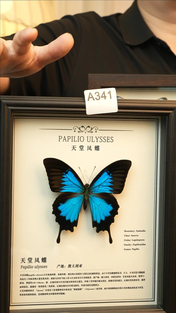 天堂凤蝶-中文（10寸欧式黑框）A341