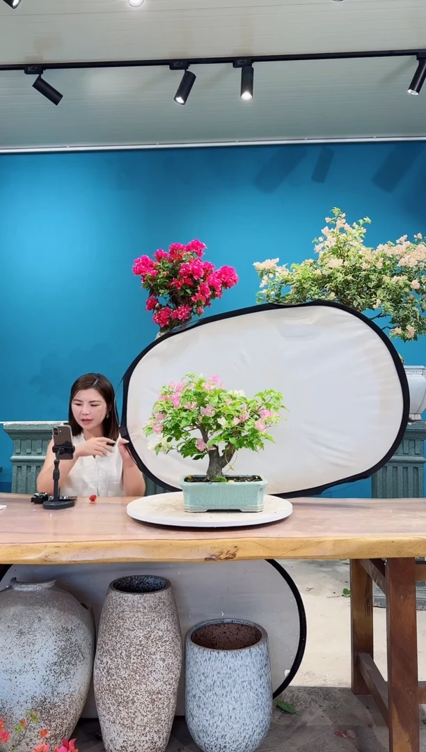 全部花朵口红三角梅