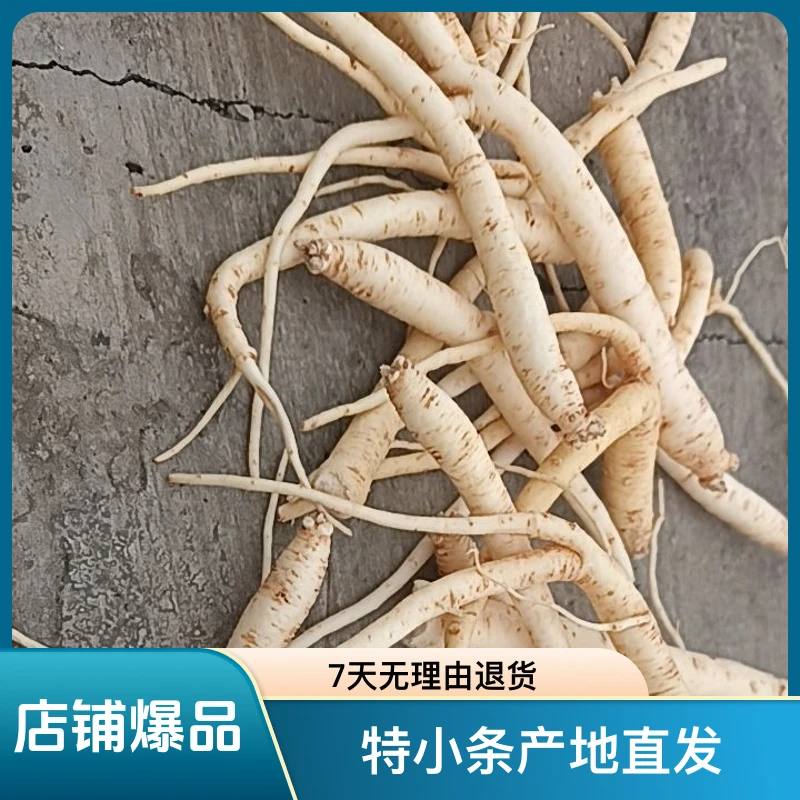 鲜党参  特小条产地直发