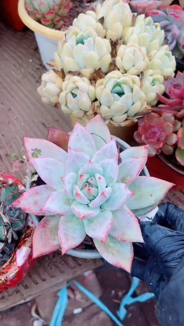 朵*朵15109多肉植物一物一拍