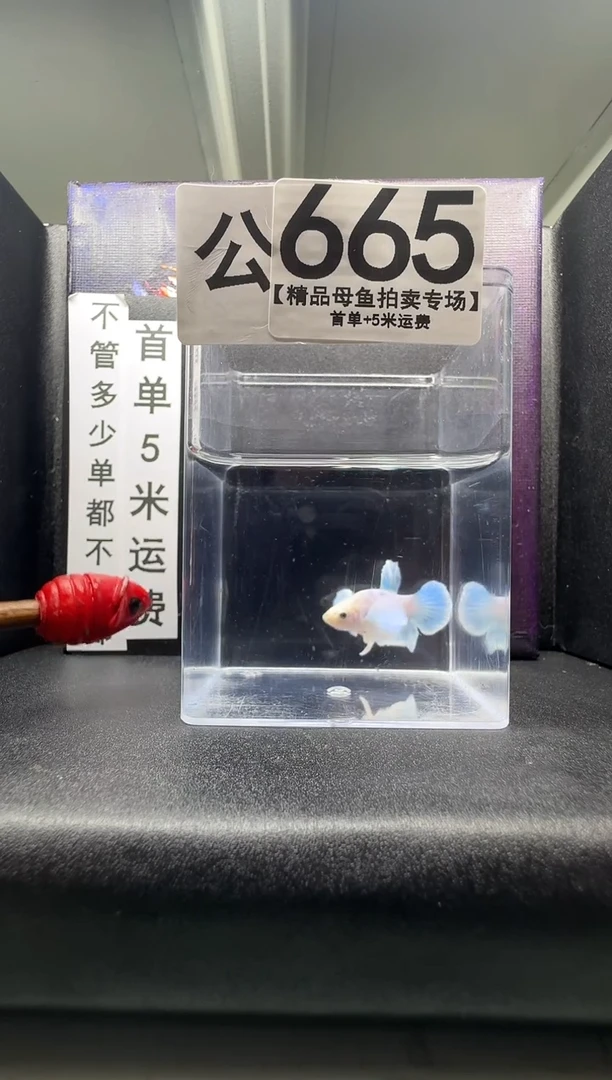 斗鱼公鱼编号：665
