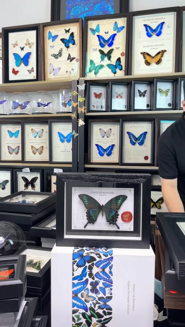 绿带翠凤蝶8寸国风版