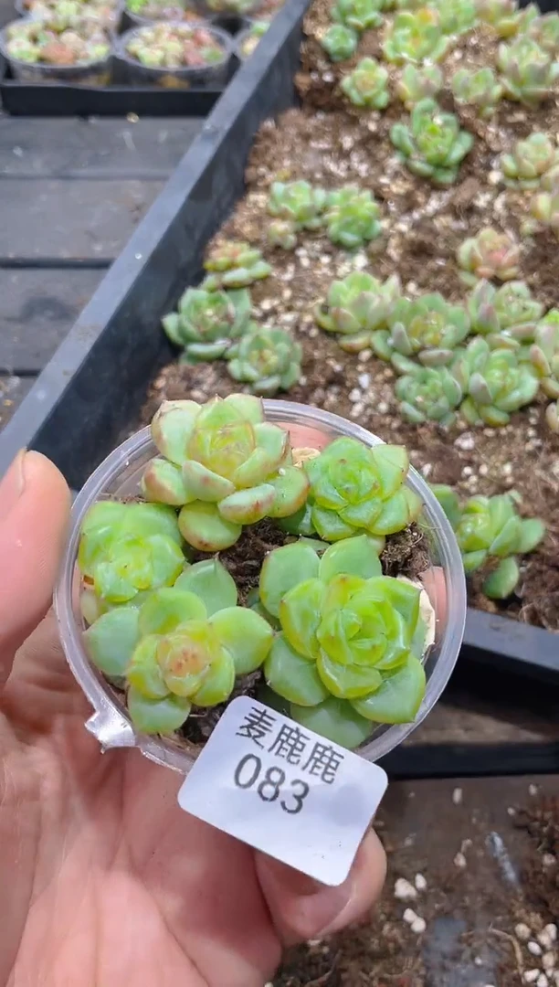 083翡皇       量拍