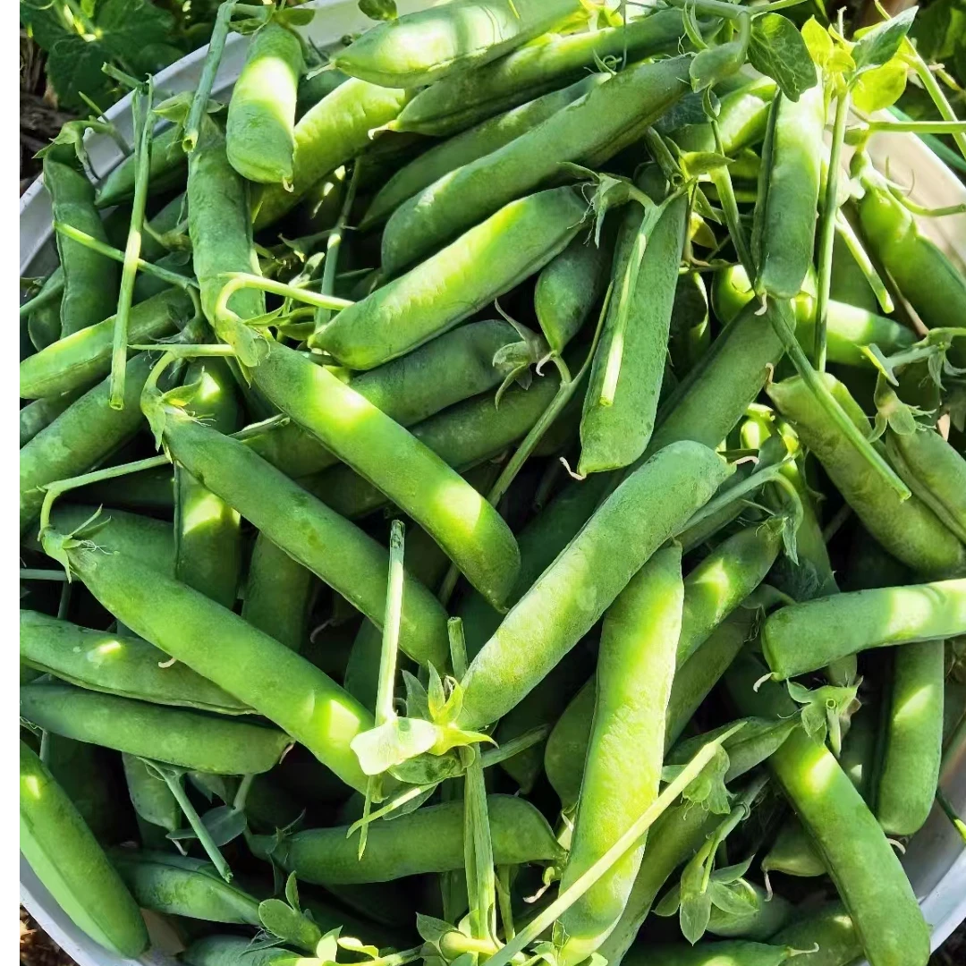 【康裕种业】裕龙长寿仁7.5公斤/桶豌豆种子高产抗白粉大夹