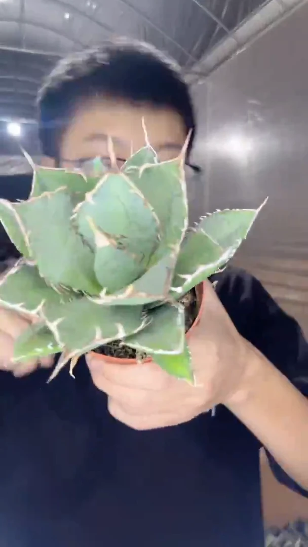 南霸王 龙舌兰【带根】9-11cm