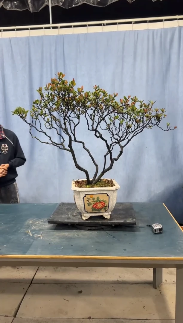 【闪购商品】盆景春花