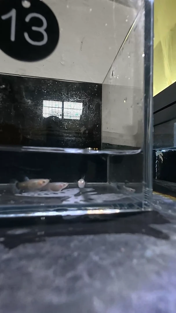 孔雀鱼13号 两单包邮