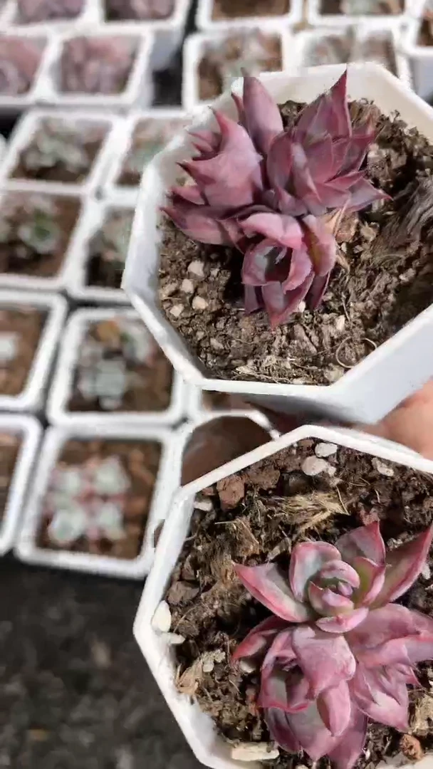 【闪购商品】579两颗多肉