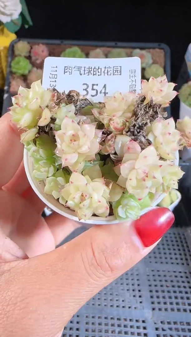 1113-354群生不包整