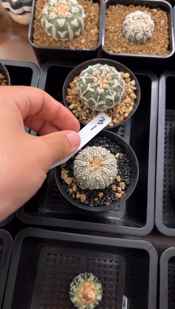 实生根星兜仙人球两颗编码31