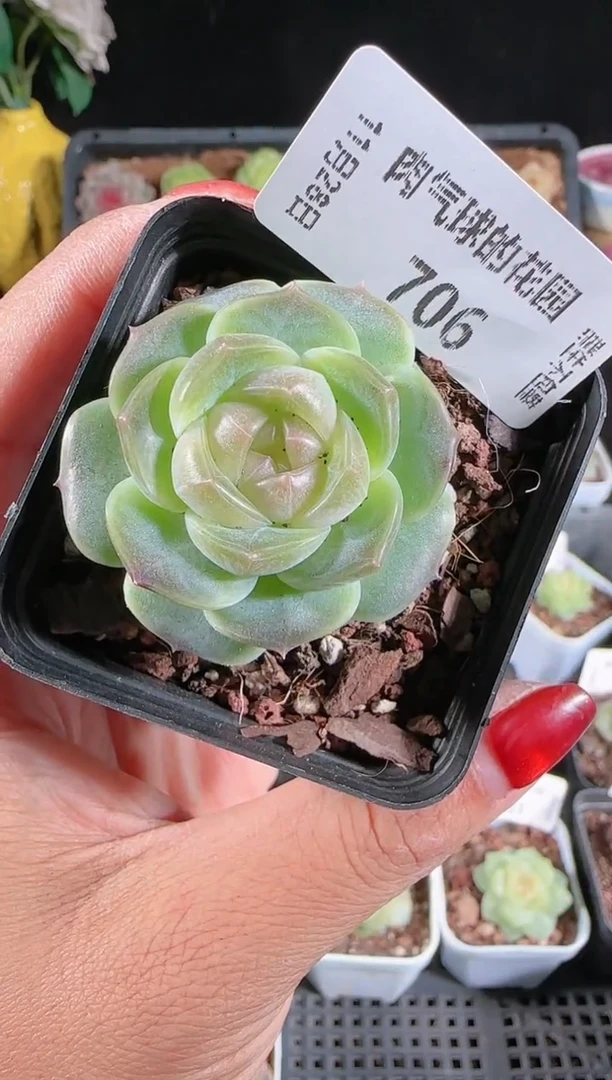 多肉1128-706bl-8群生不包整