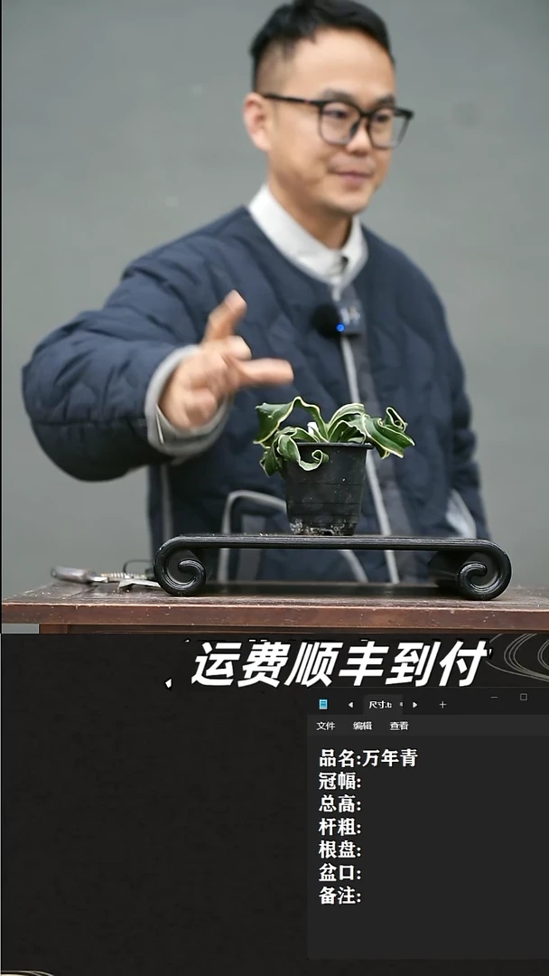 【闪购商品】13 万年青