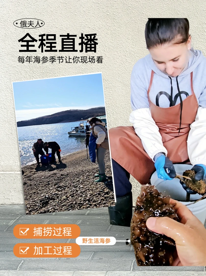 熟冻鲜食海参味道鲜美高品质野生海参冻煮俄罗斯进口送礼佳品